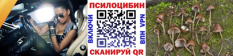 Псилоцибиновые грибы прущие грибы  Хвалынск 
